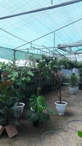 گلخانه ملکی