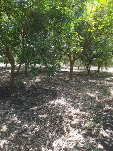 باغ مرکبات زنده یاد حاج موسی گوران