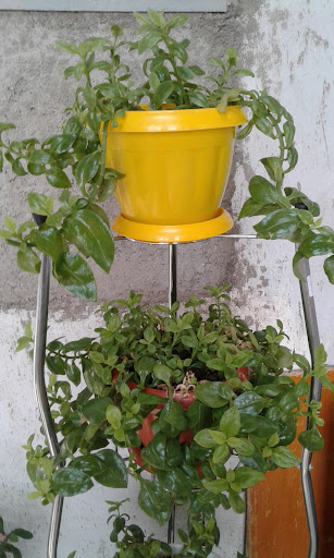 گلخانه کینگ کیام