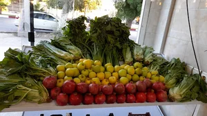 میوه فروش بهشت بندر