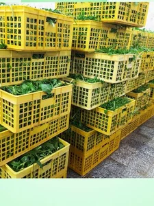 سبزی کده خاتون