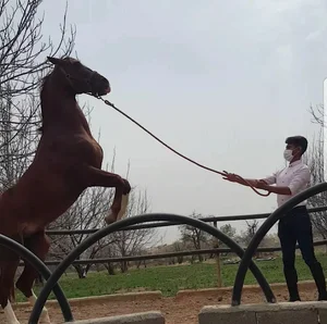 باشگاه سوارکاری آرش