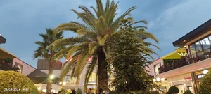 کله پاچه حاج بابا