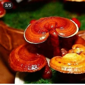 فروشگاه گانودرما