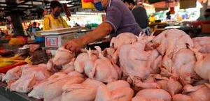 مرغ و خروس ارگانیک طالبی