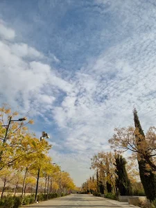 بلوار شاهد