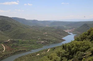 باغ مخلوط میری