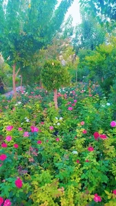 صنعت گل وگیاه کِشاری 4