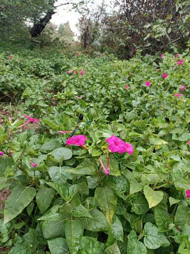 دهکده توریستی لیش