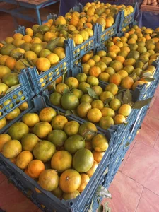 لردمیوه و تربار پردیس