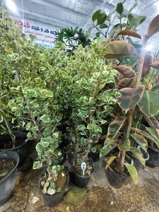 گل فروشی گلخانه من 2