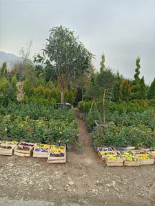 گلستان سرای یاس
