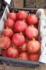 آب انار ملس ناهار خوران