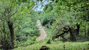گیل بام