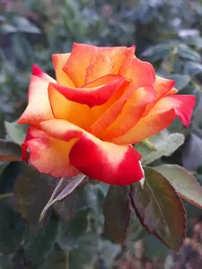مشاور و سم و کود کشاورزی حسن محمد حسینی