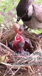 لانه بلبل