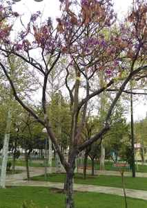 سرویس بهداشتی بوستان آزادی