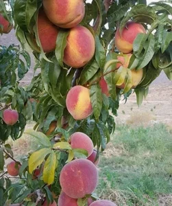 نهالستان سامین نهال