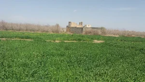 زمین