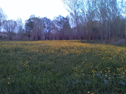 باغ وفا