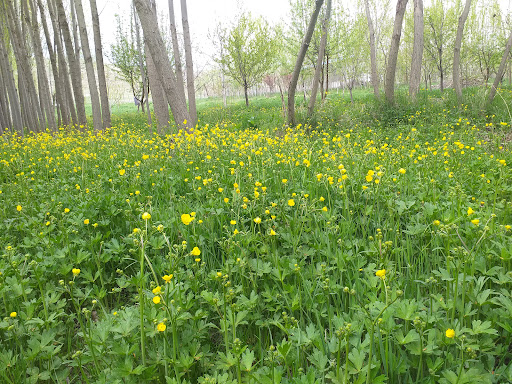 باغ علی پورحسن