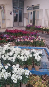 آموزشگاه علمی گلشن راز
