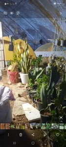 گل و گیاه رضا