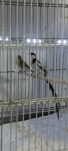 سالن گلدین فنچ ری