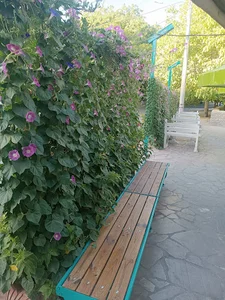 کافه گردو