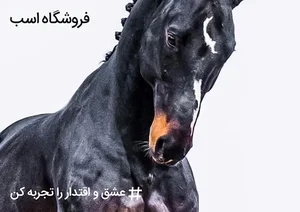 فروشگاه آنلاین لوازم سوارکاری و اسب IRHORSE