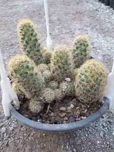 کاکتوس سرای نصر