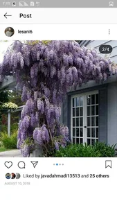 گل و گیاه لسانی