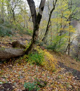 گچیان