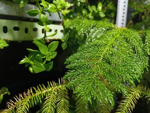 گلخانه‌ی‌آراز‌FLOWR SHOP ARAZ