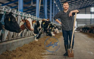 گاوداری برادران نستری