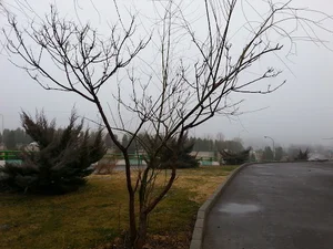 موسسه تاکسی تلفنی بامداد