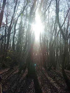 بوستان جنگلی نور