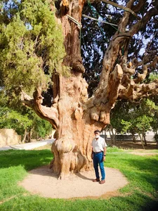 سرو کهنسال مهریز