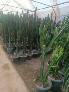 گلفروشی طاها 3