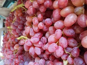 سوپر میوه راغبانی 2