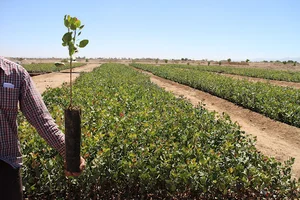 نهالستان پسته طلای سبز بشرویه