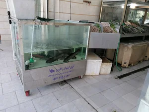 ماهی و میگو پاسارگاد