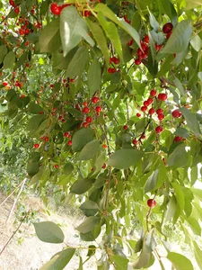 باغ یگانه