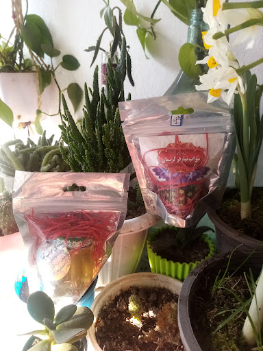 چرچی نت