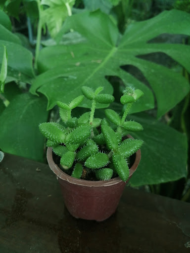 باغ گل افرا