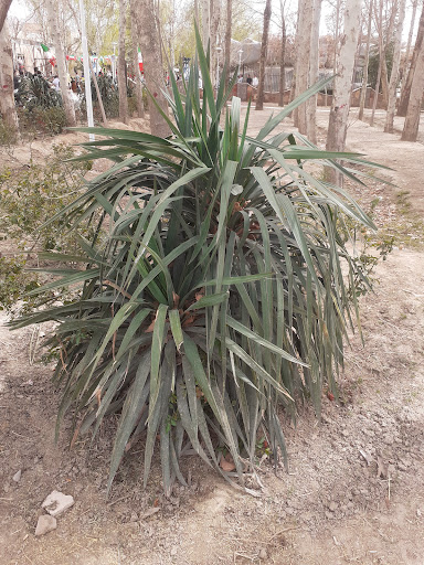 مسیر پیاده روی