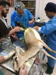 Pastor Veterinary Complex ( مجتمع دامپزشکی پاستور )
