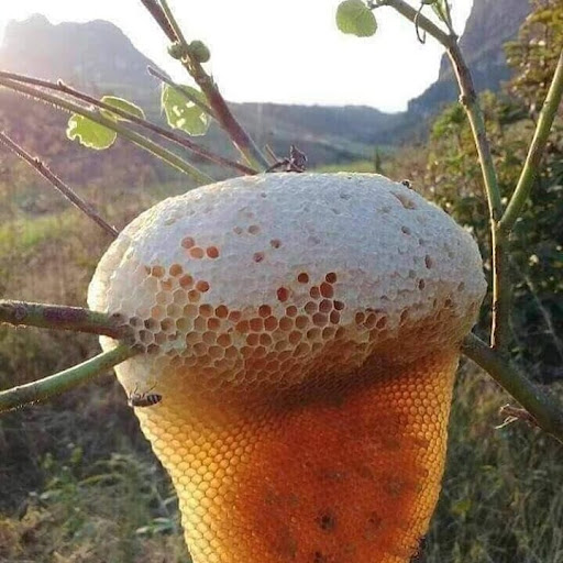 مواد غذایی ارگانیک