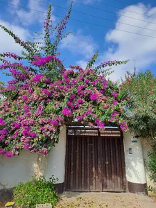 گلکده ماه منیر