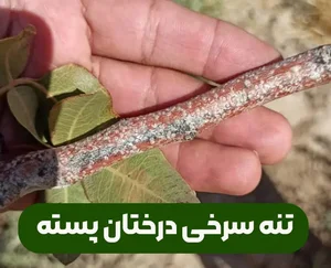 اردوگاه مهر انزلی